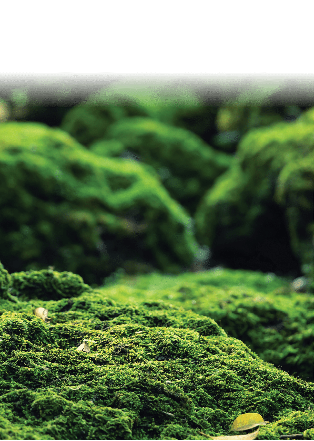 Beautiful Bright Green moss grown up cover the rough stones and on the floor in the forest  Show with macro view  Rocks full of the moss texture in nature for wallpaper 