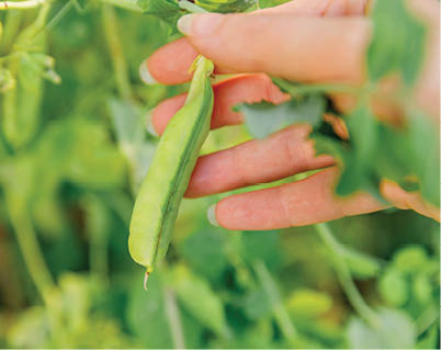Gardening and agriculture concept  Female farm worker hand harvesting green fresh ripe organic peas on branch in garden  Vegan vegetarian home grown food production  Woman picking pea pods
