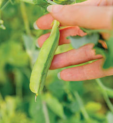Gardening and agriculture concept  Female farm worker hand harvesting green fresh ripe organic peas on branch in garden  Vegan vegetarian home grown food production  Woman picking pea pods