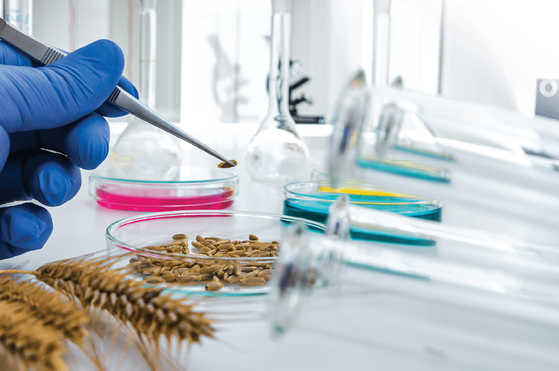 Laboratory assistant in the laboratory of of food quality.Cell culture assay to test genetically modified seed