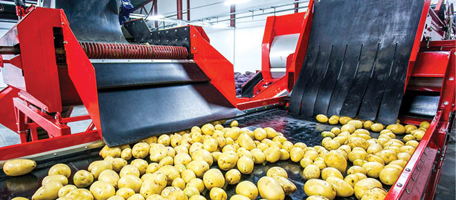 Potato sorting, processing and packing factory