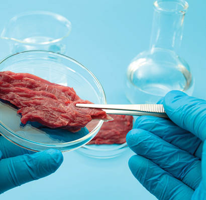 Food engineering, lab grown beef and the diet of the genetically modified foods with scientist analyzing sample of synthetic meat in glass petri dish isolated on blue background in science laboratory