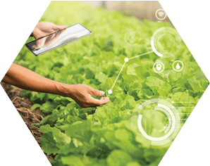 Farmer Plantation checking quality by tablet agriculture modern technology Concept. Smart farming, using modern technologies in agriculture. Man agronomist farmer with digital tablet computer.