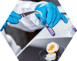 Quality control expert inspecting at egg in the laboratory