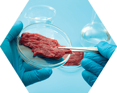 Food engineering, lab grown beef and the diet of the genetically modified foods with scientist analyzing sample of synthetic meat in glass petri dish isolated on blue background in science laboratory