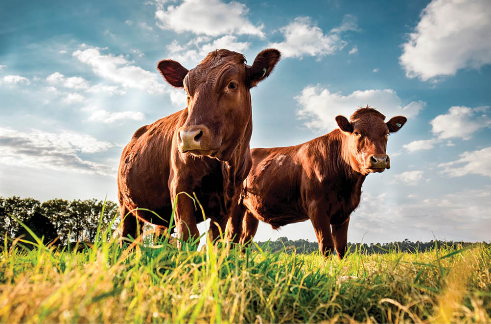Beefmaster cattle standing in a green field