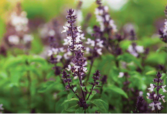 Organic Holy Basil or Tulasi with flowers in a greenhouse at sunrise. Close-up. Focus on inflorescence.
