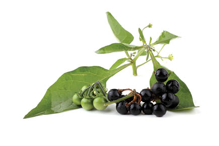 European black nightshade