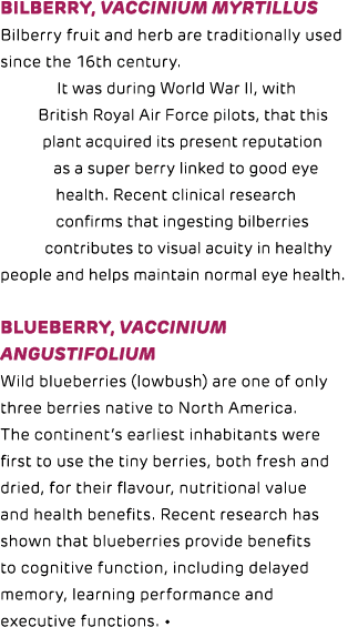 Bilberry, vaccinium myrtillus Bilberry fruit and herb are traditionally used since the 16th century. It was during Wo...