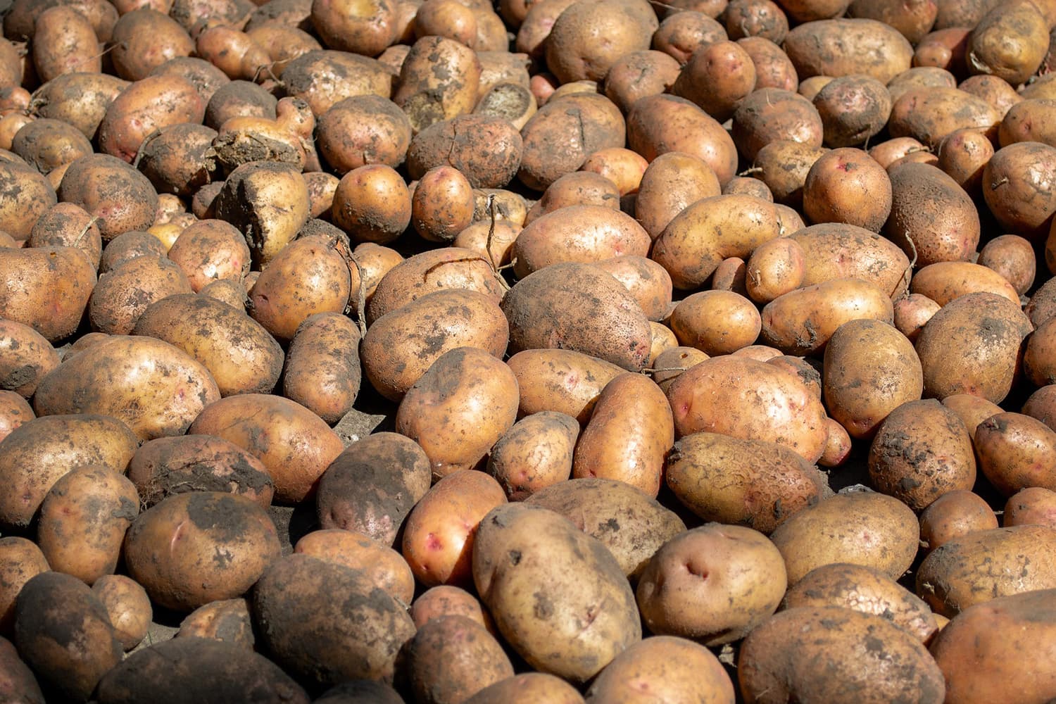 Protect South Africa’s potato industry