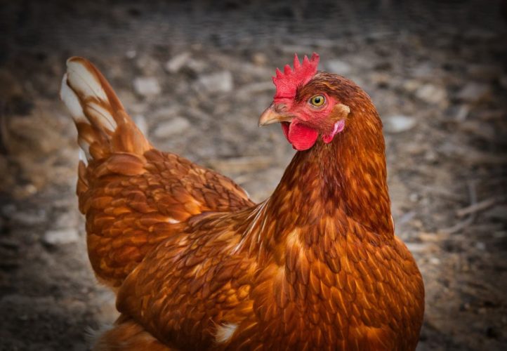 Farmers warned to implement biosecurity following confirmation of avian flu case in Johannesburg