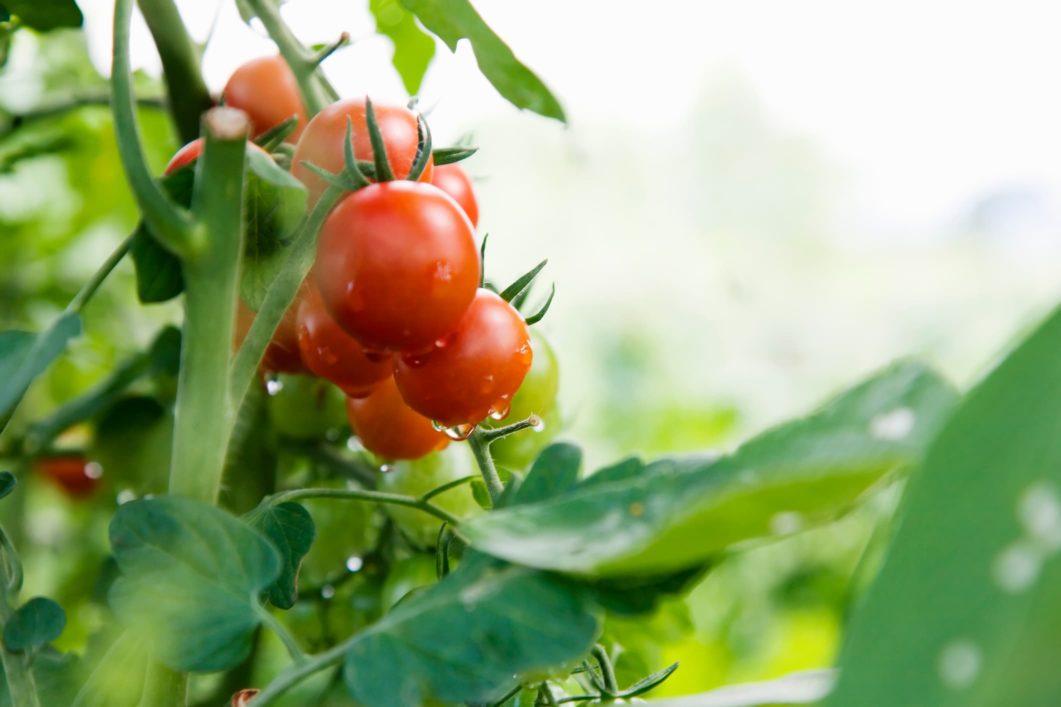 Creating a culture of food safety