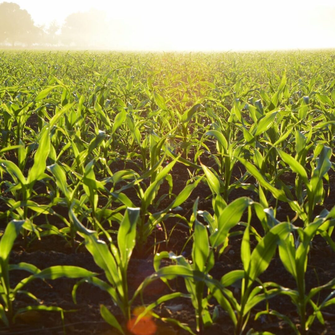 Bearings International empowers South Africa’s food & beverage industry