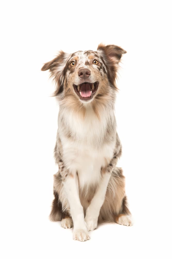 Only the best for man’s best friend