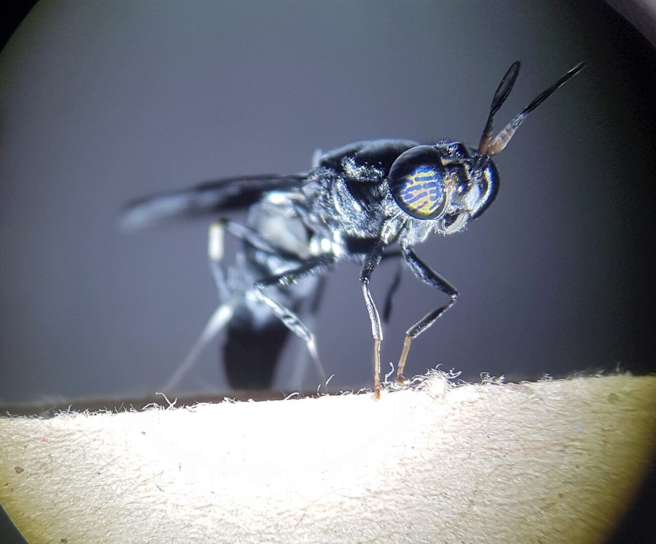 Arla Foods Ingredients partners with ENORM to harness upcycling power of insects