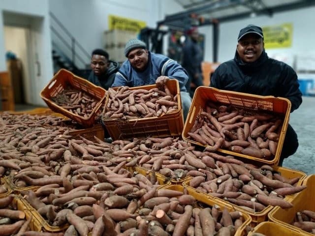 Rescuing sweet potatoes