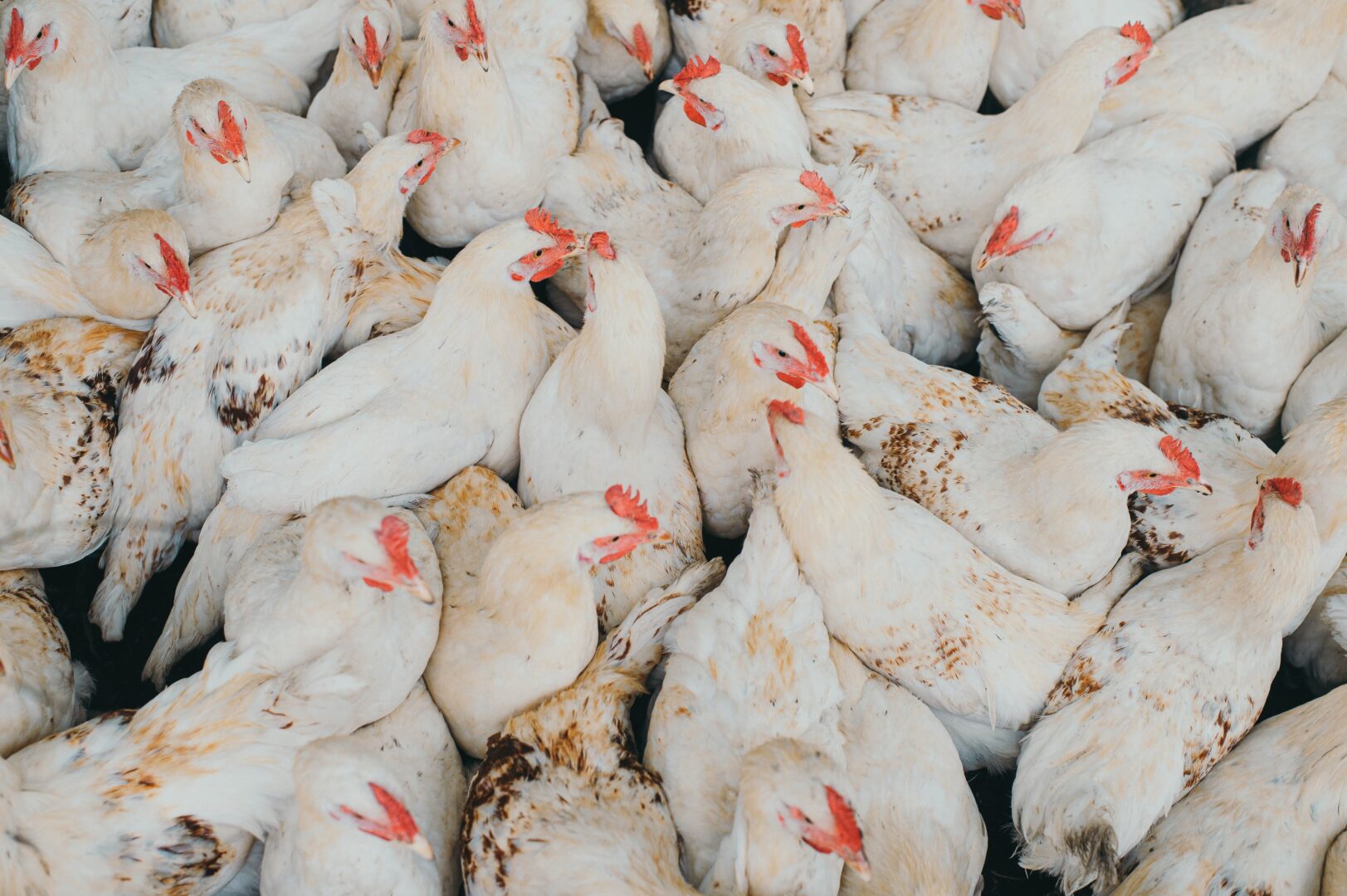 State of the SA Poultry industry