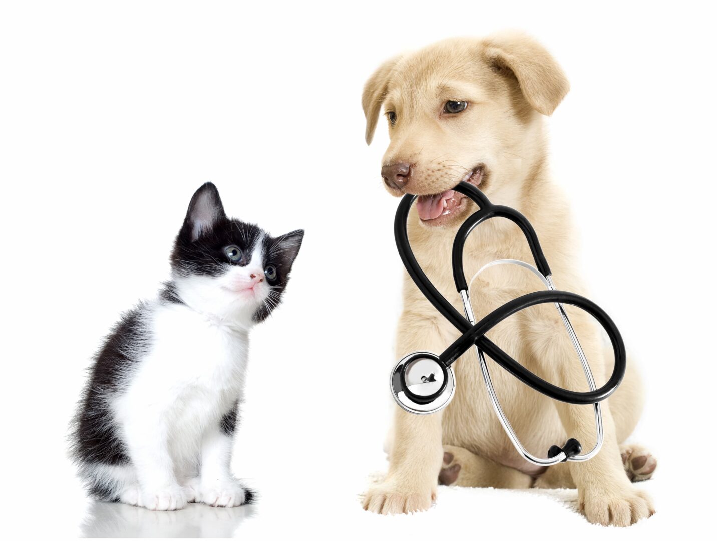 Registrations for the African Pet Health Summit 2025 is open