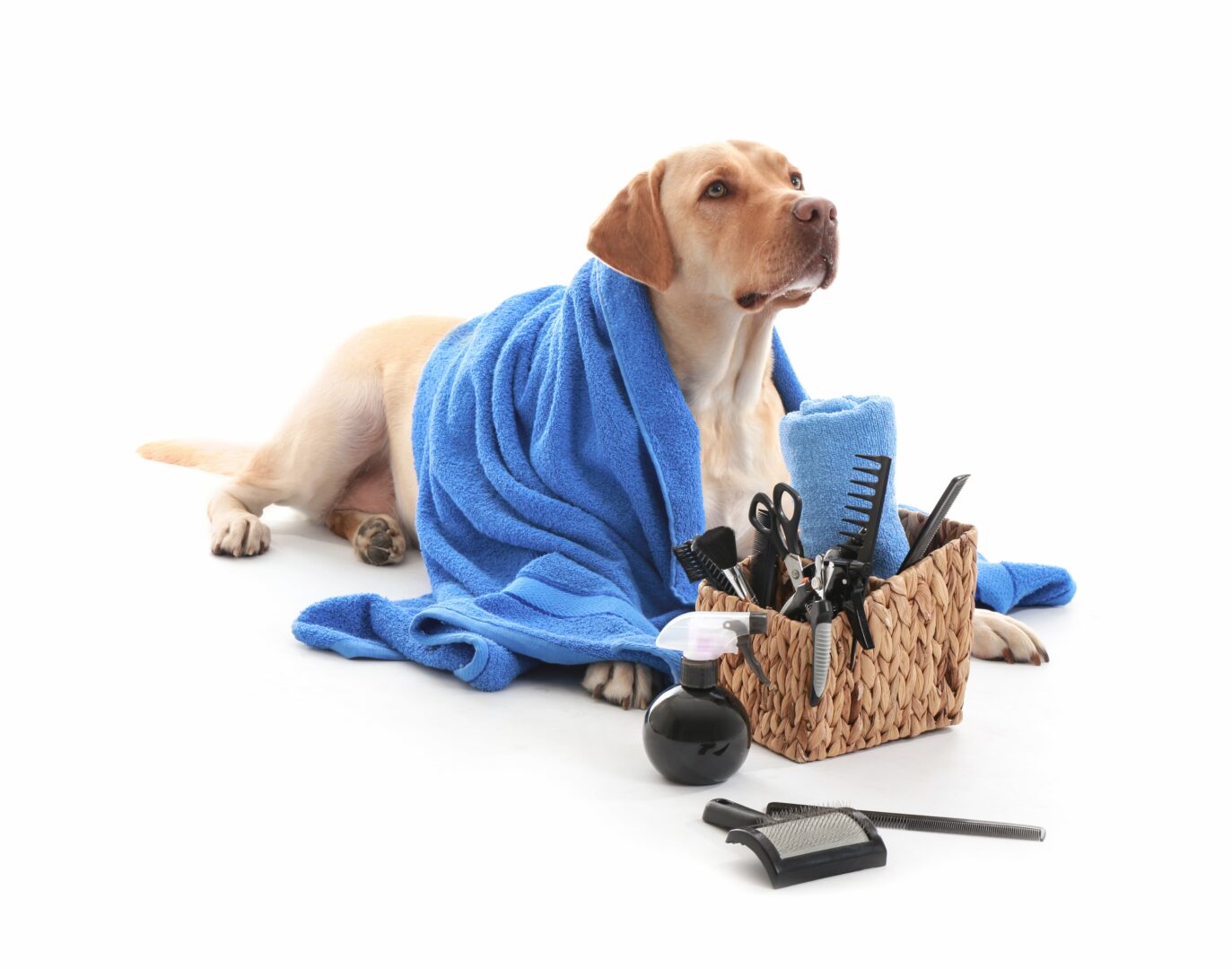 Essential steps to refresh your pet’s health routine