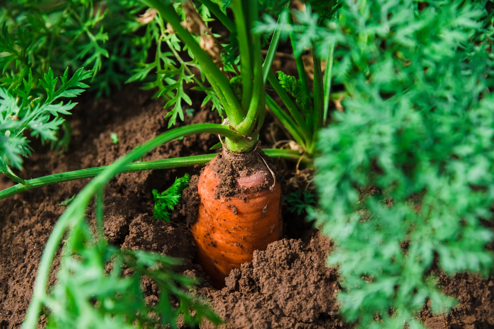 Benicaros prebiotic fibre: Ingredion’s new acquisition for immune health