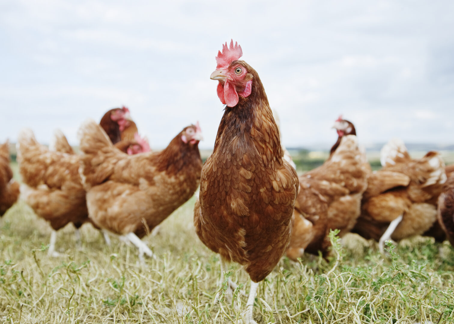 SAPA demands investigation into suspicious chicken import prices
